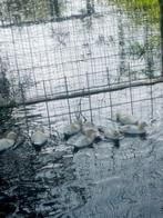 Oud Hollandse kwaker kuikens, Dieren en Toebehoren, Pluimvee, Meerdere dieren, Eend