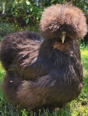 Usa zijdehoen broedeieren zijdehoenders  beschikbaar voor biedingen