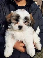 Boomer pup, Dieren en Toebehoren, Honden | Chihuahua's en Gezelschapshonden, Particulier, Teef, 8 tot 15 weken, Nederland