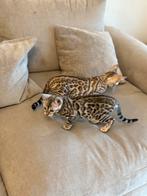 Silver bengaal + snow mink CHARCOAL kitten STAMBOOM FOKRECHT, Dieren en Toebehoren, Katten en Kittens | Raskatten | Korthaar, Meerdere dieren