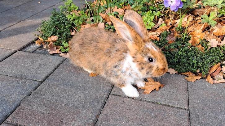 2 mooie jonge konijnen (rammen) (middelgroot, Dieren en Toebehoren, Konijnen, Middelgroot, Meerdere dieren, 0 tot 2 jaar