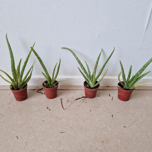 Aloë Vera Stekjes – Slechts €0,25 ps! GROTERE voor meerprijs, Huis en Inrichting, Kamerplanten, Overige soorten, Minder dan 100 cm