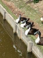 Krombek eenden, Dieren en Toebehoren, Pluimvee, Meerdere dieren, Eend