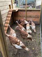 Rode bourbon kalkoen, Dieren en Toebehoren, Meerdere dieren, Kalkoen