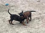 HERDER X APPENZELLER PUPS, Dieren en Toebehoren, Overige rassen, CDV (hondenziekte), 8 tot 15 weken, Meerdere