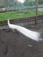 Kweekkoppel witte pauwen, Dieren en Toebehoren, Meerdere dieren, Overige soorten
