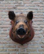 Opgezette kop keiler taxidermie zwijn jacht schedel Veluwe, Ophalen, Wild dier, Gewei of Kop