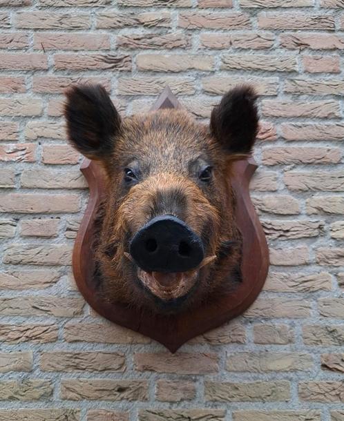 Opgezette kop keiler taxidermie zwijn jacht schedel Veluwe, Verzamelen, Dierenverzamelingen, Gewei of Kop, Wild dier, Ophalen