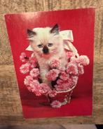 Mooie Siamese kitten in mandje met roze bloemen, Verzenden, Ongelopen, Hond of Kat