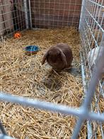 Minilop dekram ter dekking, Dieren en Toebehoren, Mannelijk, Dwerg