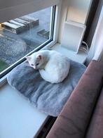 Gratis lieve witte kitten ongeveer 12 weken oud. Lees tekst., Dieren en Toebehoren, Katten en Kittens | Overige Katten, Poes, Kortharig