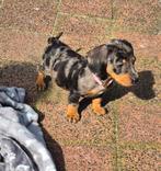 Hele mooie leuke  dwergteckel puppies, Dieren en Toebehoren, 8 tot 15 weken, Korthaar, Dwerg, CDV (hondenziekte)