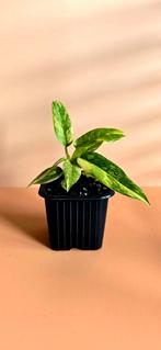 Philodendron Ring of Fire – babyplant , Ophalen of Verzenden, Overige soorten, Minder dan 100 cm