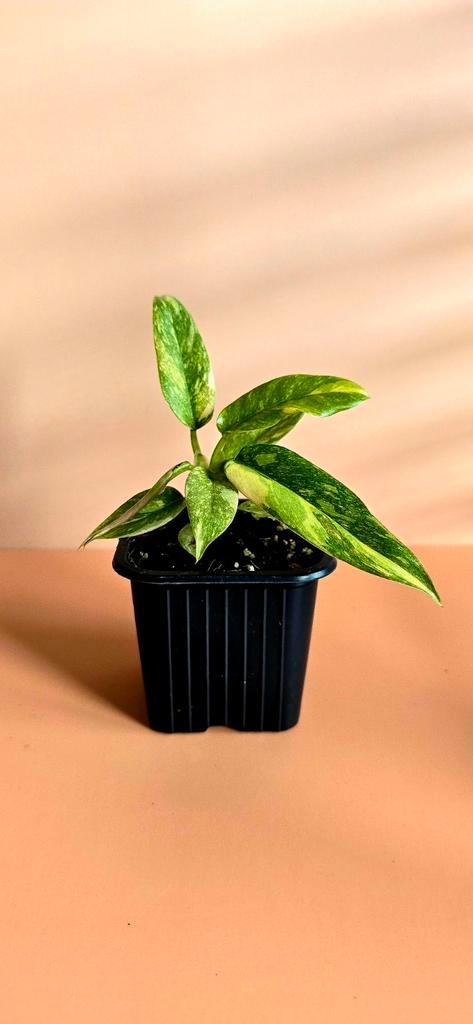 Philodendron Ring of Fire – babyplant , Huis en Inrichting, Kamerplanten, Overige soorten, Minder dan 100 cm, Ophalen of Verzenden