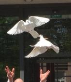 bruidsduiven, witte postduiven verhuur, Dieren en Toebehoren, Vogels | Duiven, Meerdere dieren, Postduif