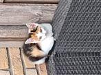 Nog 1 mooi poesje te koop, Dieren en Toebehoren, Katten en Kittens | Overige Katten, Poes