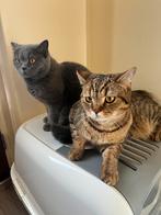 Britse Korthaar Katten, Dieren en Toebehoren, Katten en Kittens | Raskatten | Korthaar, Meerdere dieren, Ontwormd