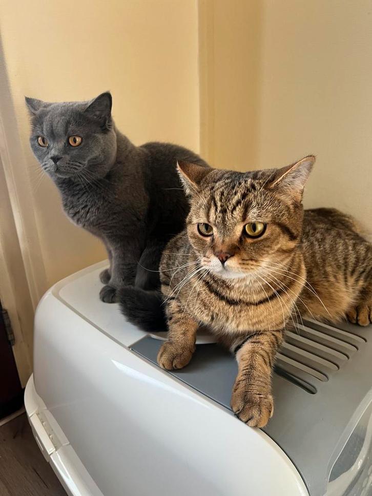 Britse Korthaar Katten, Dieren en Toebehoren, Katten en Kittens | Raskatten | Korthaar, Meerdere dieren, Ontwormd, Ingeënt