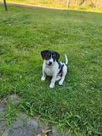 BOERENFOX PUP (REUTJE), Rabiës (hondsdolheid), Reu, 8 tot 15 weken, Eén hond