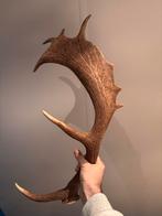 Afwerpstang Damhert Gewei - Prachtig Exemplaar!, Ophalen of Verzenden