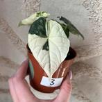 Alocasia melo variegata, Ophalen of Verzenden, Halfschaduw, Minder dan 100 cm