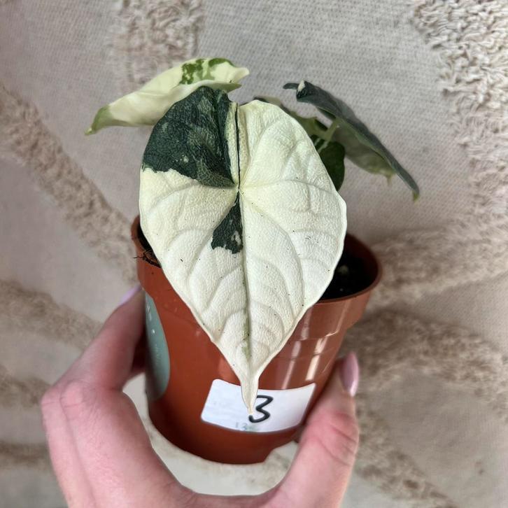 Alocasia melo variegata, Huis en Inrichting, Kamerplanten, Minder dan 100 cm, Halfschaduw, Ophalen of Verzenden