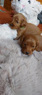 Cockapoo, poedel, Cocker spaniel pups, Dieren en Toebehoren, Overige rassen, CDV (hondenziekte), 8 tot 15 weken, Meerdere
