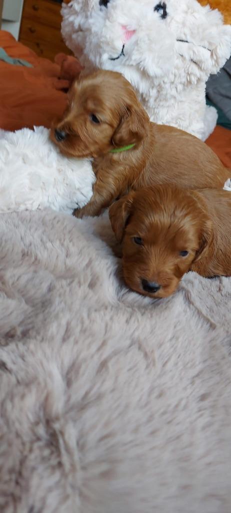 Cockapoo, poedel, Cocker spaniel pups, Dieren en Toebehoren, Honden | Retrievers, Spaniëls en Waterhonden, Meerdere dieren, Overige rassen