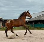 Appaloosa en bont merrie veulen, drachtige merrie en E sport, Merrie, Gechipt, Niet van toepassing, Dressuurpaard