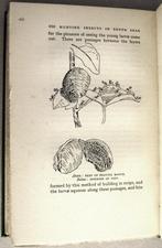 Hunting Insects in the South Seas 1932 Pacific Entomologie, Ophalen of Verzenden