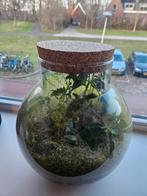 terrarium growing concepts, Huis en Inrichting, Kamerplanten, Minder dan 100 cm, Halfschaduw, Ophalen