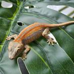 Gargoyle gekko rood, Dieren en Toebehoren, Reptielen en Amfibieën, Hagedis