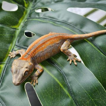 Gargoyle gekko rood beschikbaar voor biedingen