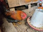 Hanen, Dieren en Toebehoren, Pluimvee