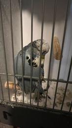 Prachtige engelse man, Dieren en Toebehoren, Vogels | Parkieten en Papegaaien, Mannelijk, Parkiet