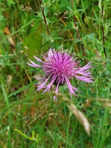 zaden Centaurea scabiosa  beschikbaar voor biedingen