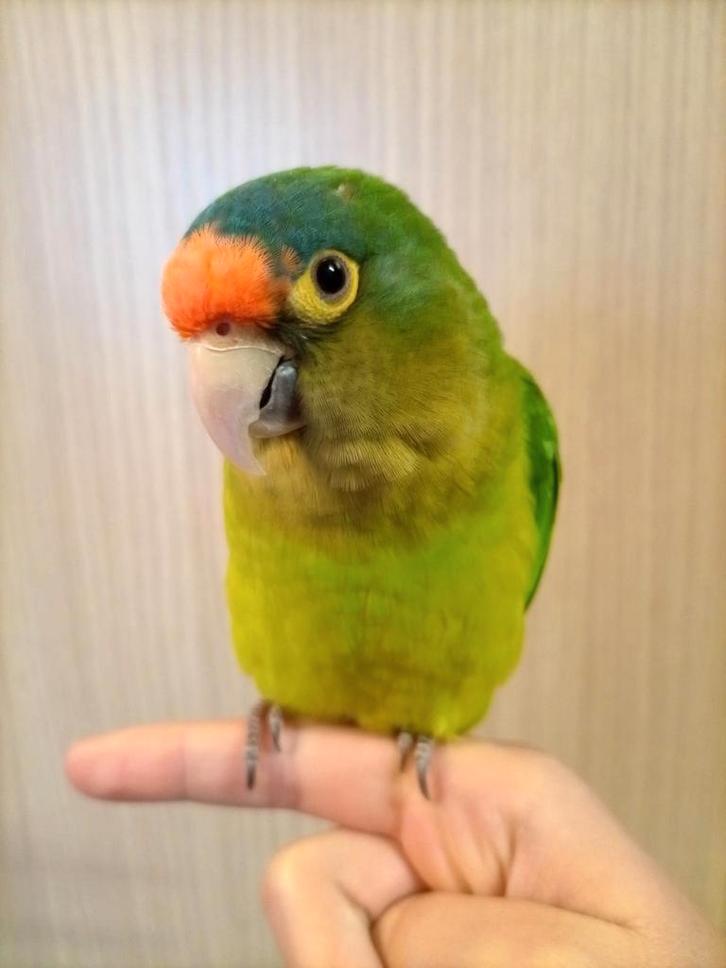 Goed tehuis gezocht voor petzparkiet, Dieren en Toebehoren, Vogels | Parkieten en Papegaaien, Parkiet, Geslacht onbekend, Tam