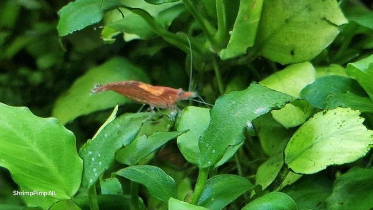 Te ruil tegen reep melkchocolade -Neo caridina garnalen, Dieren en Toebehoren, Vissen | Aquariumvissen, Kreeft, Krab of Garnaal