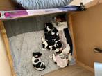 Puppy’s, Overige rassen, 8 tot 15 weken, Meerdere, Meerdere dieren