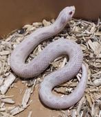 Heterodon nasicus (verschillende morphs), Dieren en Toebehoren, Reptielen en Amfibieën, Amfibie