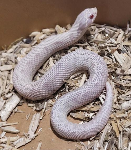 Heterodon nasicus (verschillende morphs), Dieren en Toebehoren, Reptielen en Amfibieën, Amfibie