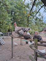Kalkoen kuikens, Dieren en Toebehoren, Pluimvee, Geslacht onbekend, Kalkoen