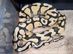 Desert Ghost Het Piebald X DH Desert Ghost Piebald, Dieren en Toebehoren, Reptielen en Amfibieën, Slang, 0 tot 2 jaar