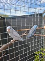 Forpus koppel, Dieren en Toebehoren, Vogels | Parkieten en Papegaaien, Meerdere dieren, Dwergpapegaai of Agapornis, Geringd