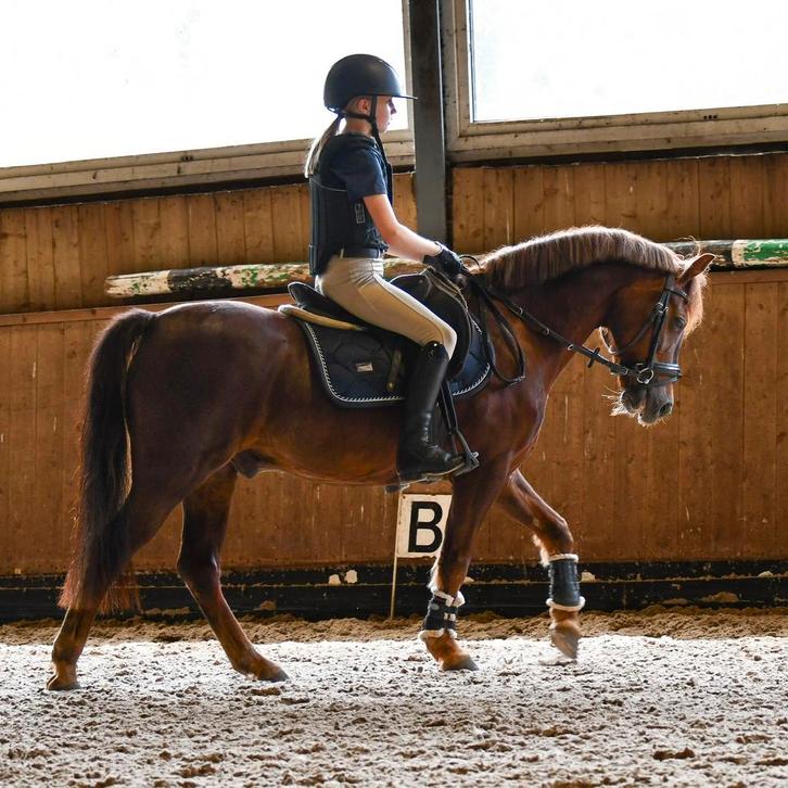 Knappe en lieve C pony te koop!, Dieren en Toebehoren, Pony's, Ruin, Zadelmak, C pony (1.27m tot 1.37m), Recreatiepony, 11 jaar of ouder