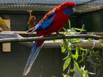 Pennant rosella parkiet goudmantel, Dieren en Toebehoren, Vogels | Parkieten en Papegaaien, Meerdere dieren, Parkiet, Geringd