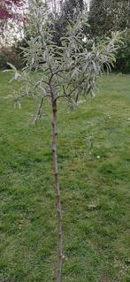 Sierpeer: Pyrus sal. Pendula, Ophalen, 100 tot 250 cm, Perenboom