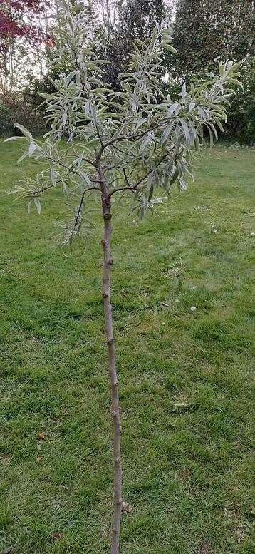 Sierpeer: Pyrus sal. Pendula beschikbaar voor biedingen