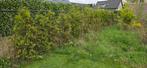 Coniferen Thuja Brabant, Ophalen, Conifeer, Haag, 100 tot 250 cm