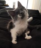 Maine coon, Dieren en Toebehoren, Katten en Kittens | Raskatten | Langhaar, Poes